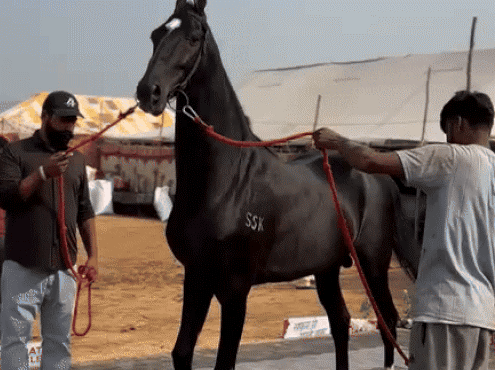 पुष्कर मेले में 15 करोड़ का घोड़ा और 800 किलो का भैंसा बुलबुल बने आकर्षण का केंद्र