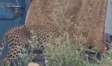 उदयपुर में घर में घुसा लेपर्ड, मां-बेटे पर हमला, फॉरेस्ट टीम ने चलाया रेस्क्यू ऑपरेशन