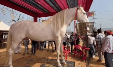 पुष्कर मेले में GST टीम पहुंची, सोशल मीडिया पर महंगे घोड़ों की खबरों की जांच जारी