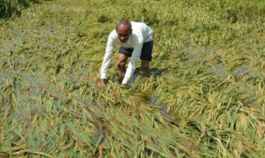 भजनलाल सरकार ने खरीफ 2025 की अतिवृष्टि से हुए नुकसान के लिए विशेष पैकेज को दी मंजूरी