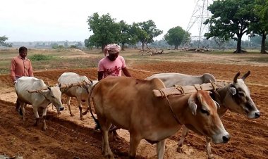 राजस्थान में बैल से खेती करने वाले किसानों की बल्ले-बल्ले, भजनलाल सरकार देगी हर साल 30 हजार रुपये की सहायता