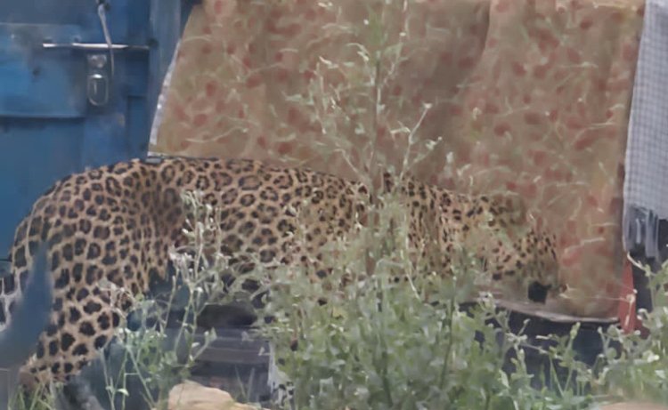 उदयपुर में घर में घुसा लेपर्ड, मां-बेटे पर हमला, फॉरेस्ट टीम ने चलाया रेस्क्यू ऑपरेशन