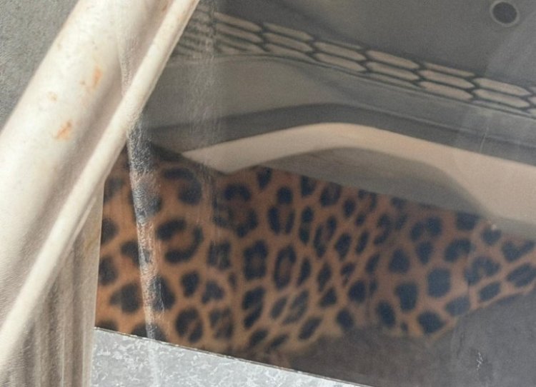 सचिन पायलट के बंगले के पास घुसा तेंदुआ, VVIP इलाके सिविल लाइंस में हड़कंप, रेस्क्यू ऑपरेशन जारी