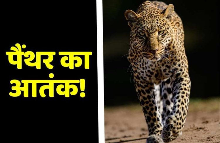 खेत पर बैठे 87 साल के बुजुर्ग पर पैंथर ने किया हमला, सिर-पीठ पर गहरे घाव, उदयपुर रेफर