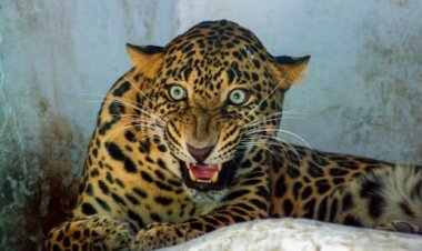 उदयपुर में तेंदुए की दहशत, भूपालपुरा की कृष्णपुरा कॉलोनी में घुसा लेपर्ड, 8 घंटे बाद ट्रैं क्यूलाइज कर रेस्क्यू