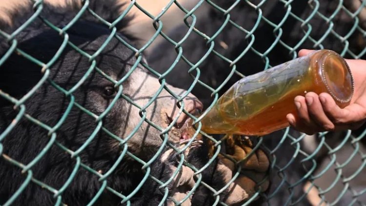 नहरगढ़ बायोलॉजिकल पार्क में सर्दी से वन्यजीवों को बचाने के खास इंतजाम, टाइगर को चिकन सूप, भालू को शहद-एप्पल