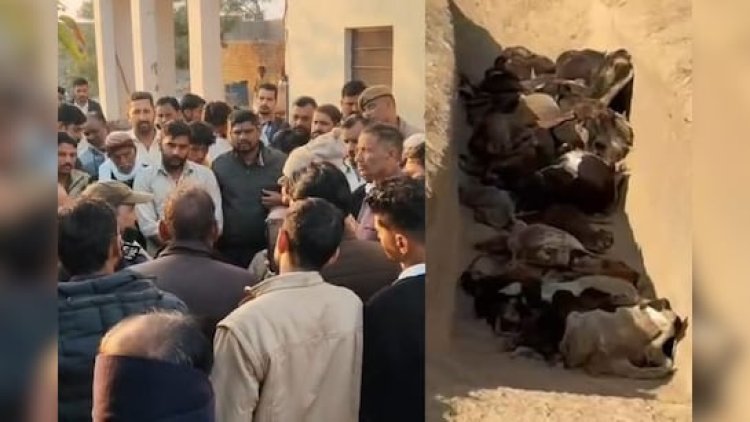 गौशाला में गोवंश मौतों का मामला, ग्रामीणों में आक्रोश, अध्यक्ष ने दिया इस्तीफा