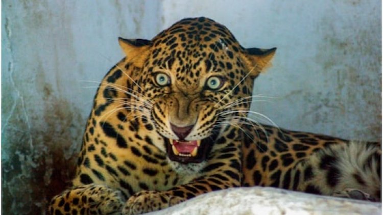 उदयपुर में तेंदुए की दहशत, भूपालपुरा की कृष्णपुरा कॉलोनी में घुसा लेपर्ड, 8 घंटे बाद ट्रैं क्यूलाइज कर रेस्क्यू