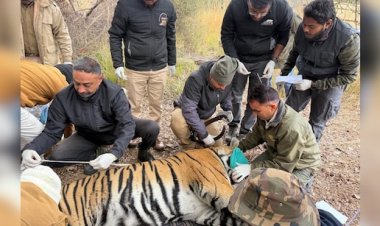 रणथंभौर से मुकुंदरा रवाना हुआ टाइगर टी-2408, एनटीसीए की अनुमति के बाद किया गया ट्रेंकुलाइज