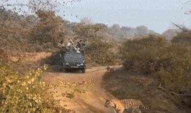 टाइगर साइटिंग का रोमांच, शावकों के साथ दिखी बाघिन ST-30, पर्यटकों में बढ़ा उत्साह