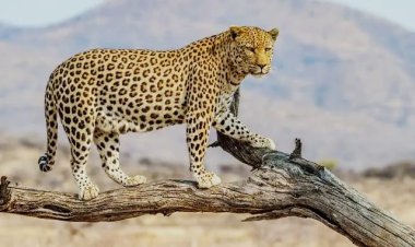 Dausa Leopard Movement : दौसा में लेपर्ड का आतंक, पहाड़ी से उतरकर घरों तक पहुंचा शिकारी