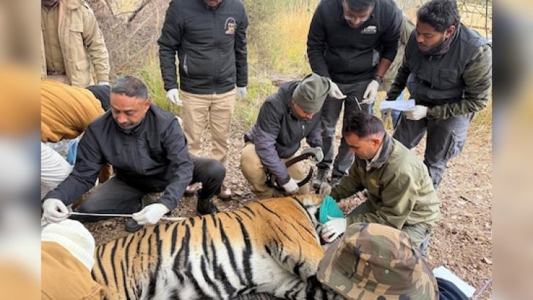 रणथंभौर से मुकुंदरा रवाना हुआ टाइगर टी-2408, एनटीसीए की अनुमति के बाद किया गया ट्रेंकुलाइज