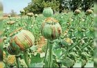 अगर आप अफीम (पोस्त) की खेती कर रहे हैं — तो सावधान!
