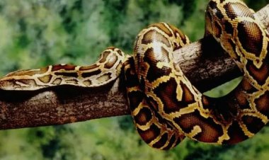 Keoladeo National Park Rajasthan: जहां आसमान में उड़ते परिंदे और ज़मीन पर रेंगते अजगर, भरतपुर का अद्भुत वन संसार