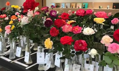 Rajasthan Rose Exhibition: जयपुर में 300 प्रजातियों के गुलाबों का भव्य आयोजन, 7 फरवरी से सिटी पार्क में शुरुआत