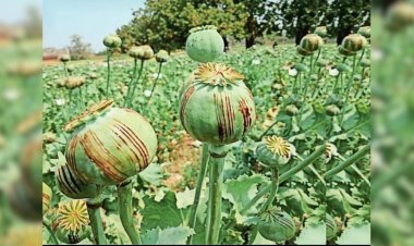 अगर आप अफीम (पोस्त) की खेती कर रहे हैं — तो सावधान!