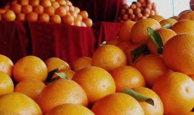 श्रीगंगानगर में किन्नू प्रोसेसिंग प्लांट को मंजूरी, किसानों को मिलेगा बेहतर दाम