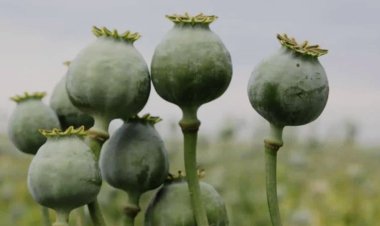 करौली में ‘नशे की खेती’ पर करारा प्रहार, सरसों के बीच छिपी 2 करोड़ की अफीम जब्त