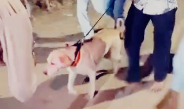 खाटू श्याम मंदिर में आस्था का अनोखा दृश्य: 60 किमी पैदल चलकर पहुंचा कुत्ता