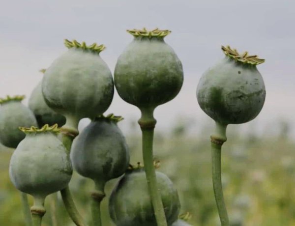 करौली में ‘नशे की खेती’ पर करारा प्रहार, सरसों के बीच छिपी 2 करोड़ की अफीम जब्त