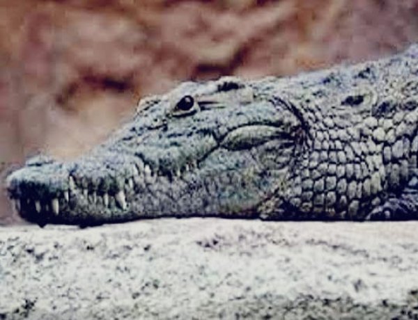 सरिस्का के पास रिहायशी इलाके में पहुंचा मगरमच्छ, ग्रामीणों ने खुद किया रेस्क्यू