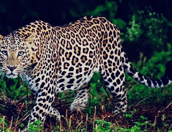 उदयपुर में लेपर्ड का हमला: किसान को जंगल में घसीटा, मौत से गांव में दहशत