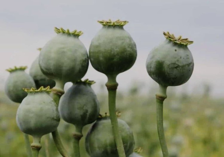 करौली में ‘नशे की खेती’ पर करारा प्रहार, सरसों के बीच छिपी 2 करोड़ की अफीम जब्त