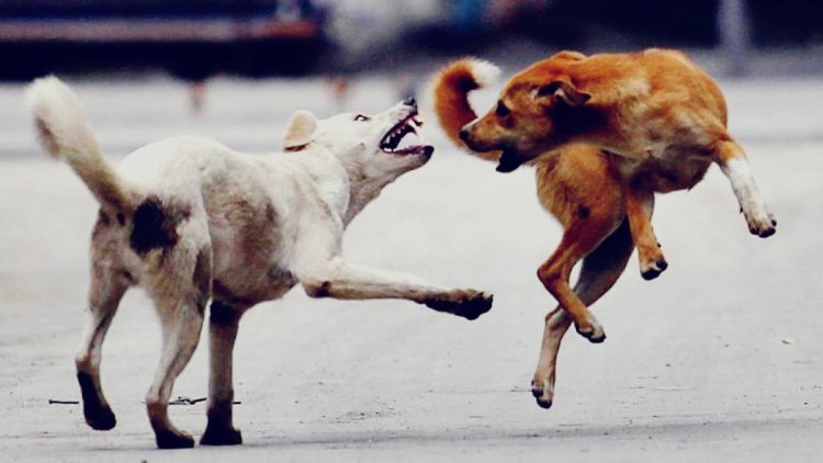 बीकानेर में कुत्तों का आतंक: स्कूल जा रहे छात्र पर हमला, गंभीर हालत में सर्जरी