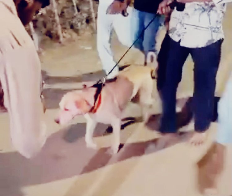 खाटू श्याम मंदिर में आस्था का अनोखा दृश्य: 60 किमी पैदल चलकर पहुंचा कुत्ता