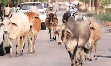 नागौर में सड़कों पर गोवंश छोड़ना पड़ेगा महंगा, 10 हजार तक जुर्माना; सख्त अभियान शुरू