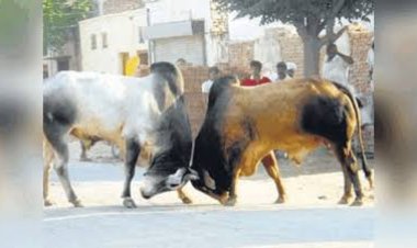 सांडों की लड़ाई के बीच बाल-बाल बचा मासूम, सीसीटीवी में कैद हुआ खौफनाक मंजर