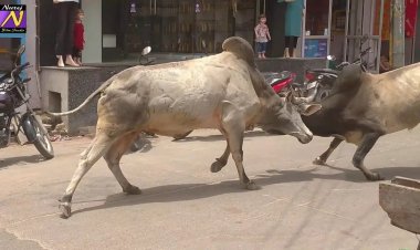 सांडों की लड़ाई में फंसा बच्चा, बाल-बाल बचा