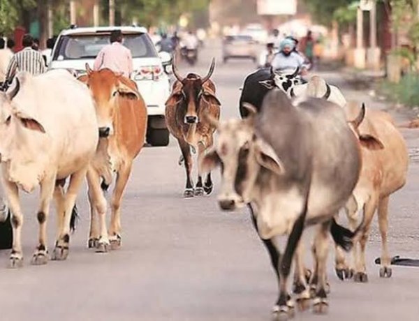 नागौर में सड़कों पर गोवंश छोड़ना पड़ेगा महंगा, 10 हजार तक जुर्माना; सख्त अभियान शुरू