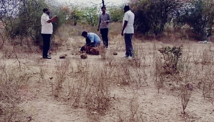 नागौर में दिल दहला देने वाली वारदात, बुजुर्ग महिला की हत्या कर शव के टुकड़े झाड़ियों में फेंके