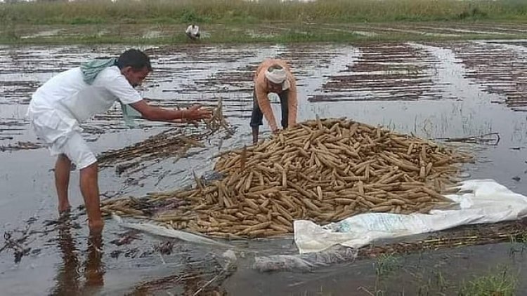 बेमौसम बारिश से राजस्थान के किसानों की फसल बर्बाद, कई जिलों में जलभराव से भारी नुकसान