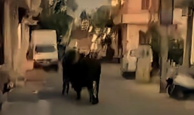 अजमेर में सांड का आतंक: घर में घुसकर मचाई तबाही