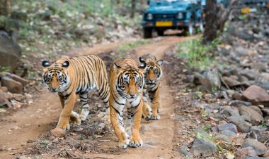 रणथंभौर में बढ़े बाघ, नए सफारी पार्क की तैयारी शुरू