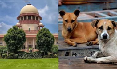 आवारा कुत्तों पर सुप्रीम फैसला, अब सड़कों पर नहीं दिखेंगे