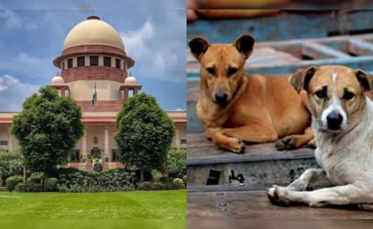 आवारा कुत्तों पर सुप्रीम फैसला, अब सड़कों पर नहीं दिखेंगे