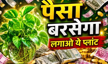 घर में यहां लगाएं मनी प्लांट, पैसा आपके पास खींचा चला आएगा