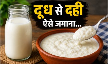दूध को ऐसा जमाओगे तो दही बिल्कुल पीस में काटकर खाओगे...