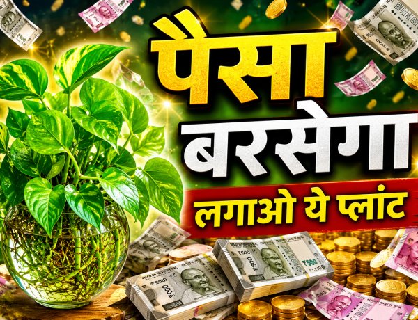 घर में यहां लगाएं मनी प्लांट, पैसा आपके पास खींचा चला आएगा