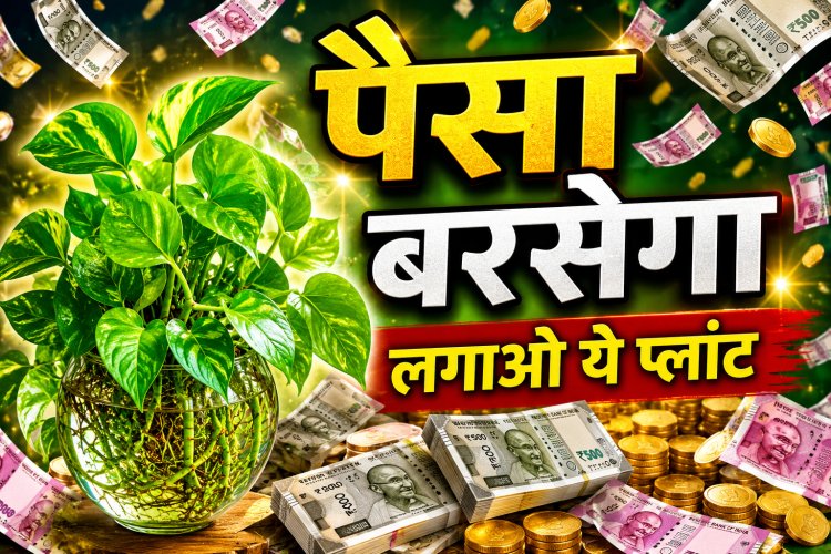 घर में यहां लगाएं मनी प्लांट, पैसा आपके पास खींचा चला आएगा