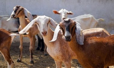 Goat Farming Subsidy: बकरी पालन शुरू करने पर सरकार देगी 50% तक सब्सिडी, जानें आवेदन का तरीका