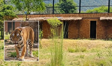 Jaipur Nahargarh Tiger Attack: महिला श्रमिक की मौत मामले में 3 अफसरों पर कार्रवाई की तैयारी, जांच रिपोर्ट में लापरवाही