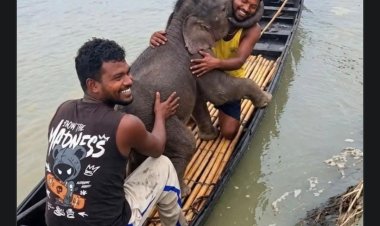 पश्चिम बंगाल में मछुआरों ने बचाई हाथी के बच्चे की जान, मां से मिलते ही भावुक हुआ पल