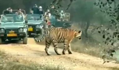 रणथंभौर में फिर लौटेगी जंगल सफारी की रौनक, 1 अक्टूबर से नया पर्यटन सीजन शुरू; नियमों पर भी सख्ती