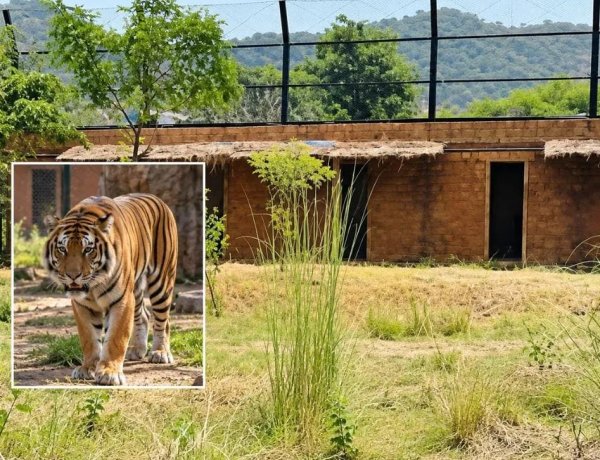 Jaipur Nahargarh Tiger Attack: महिला श्रमिक की मौत मामले में 3 अफसरों पर कार्रवाई की तैयारी, जांच रिपोर्ट में लापरवाही