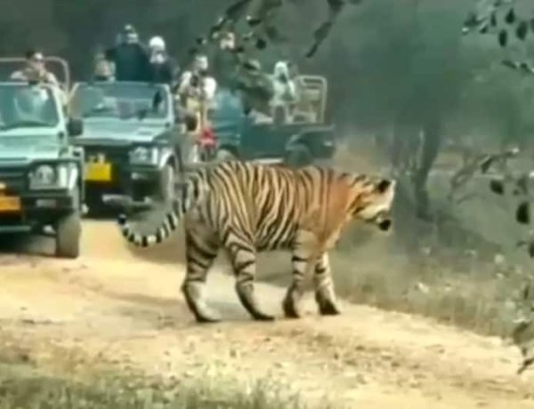रणथंभौर में फिर लौटेगी जंगल सफारी की रौनक, 1 अक्टूबर से नया पर्यटन सीजन शुरू; नियमों पर भी सख्ती