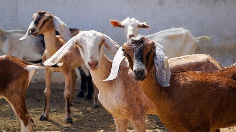 Goat Farming Subsidy: बकरी पालन शुरू करने पर सरकार देगी 50% तक सब्सिडी, जानें आवेदन का तरीका